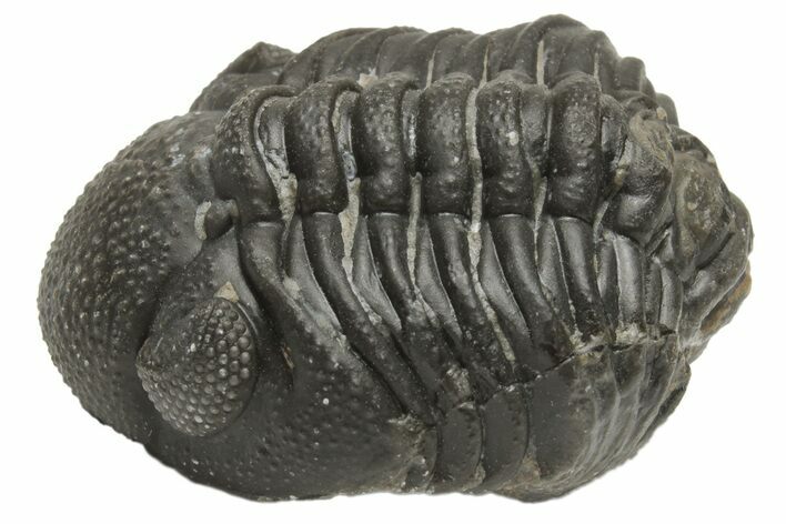 Wide, Curled Morocops Trilobite - Morocco #224223